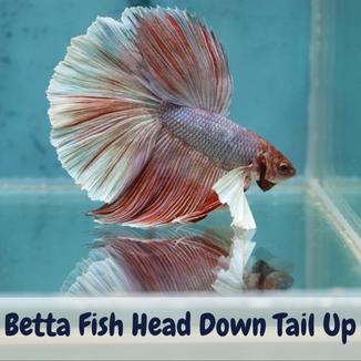 Betta Fish Head Down Tail Up