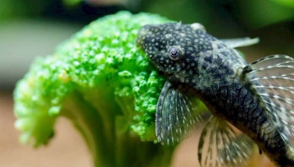 fish eat Broccoli