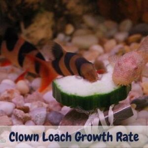 Clown loach growth rate
