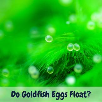 Do goldfish eggs float