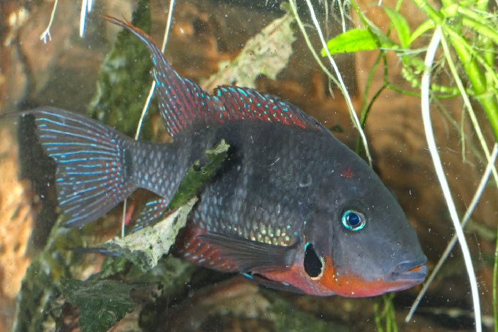Firemouth Cichlid swimming