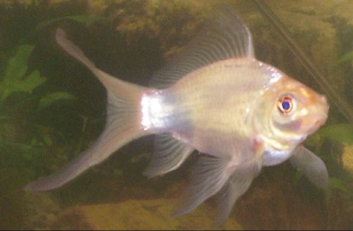 Fish Turning White