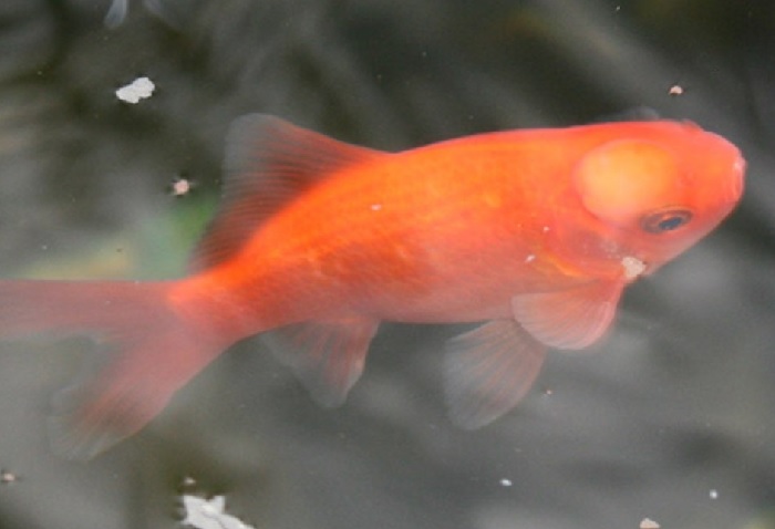 determine the growths of goldfish