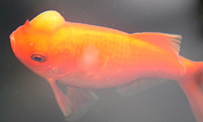 Bump On Goldfish Head