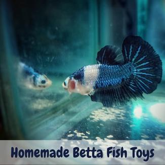 Homemade betta fish toys