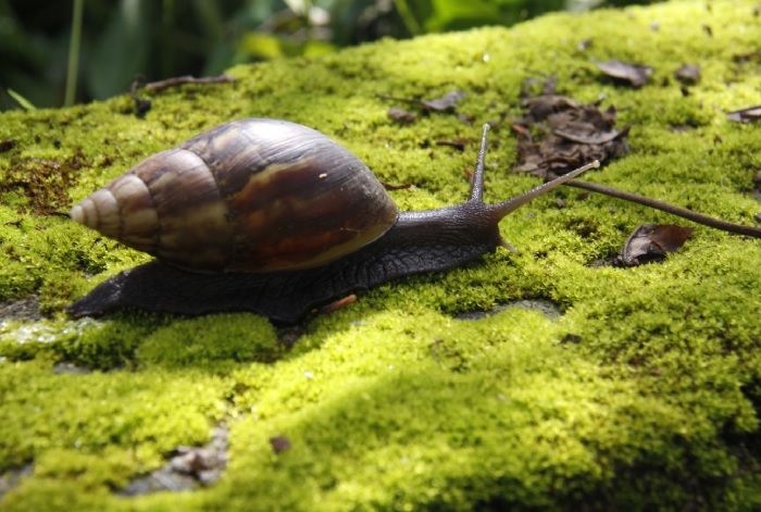 How Do Slugs Get Into Your Aquarium?
