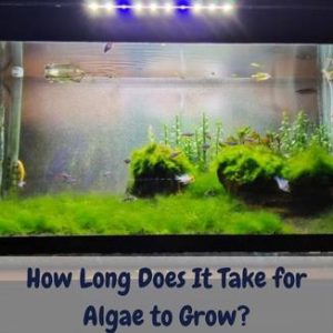 How long does it take for algae to grow