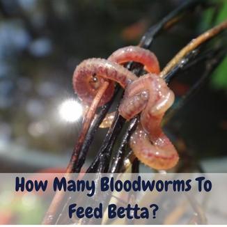 How many bloodworms to feed betta