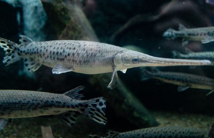 Needle Nose Gar Food And Diet