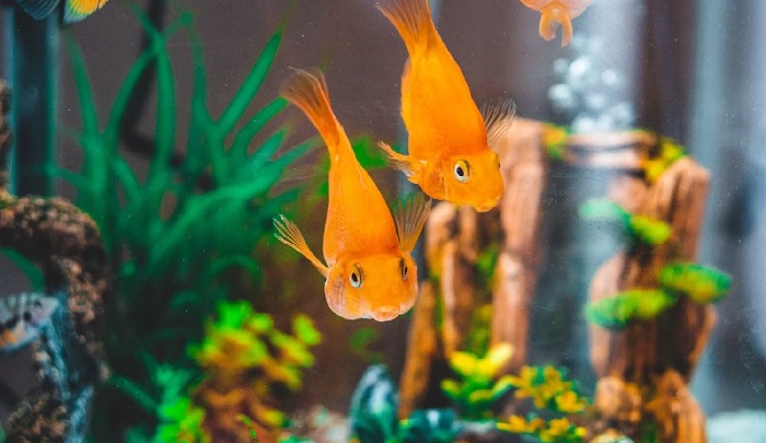 couple of goldfish
