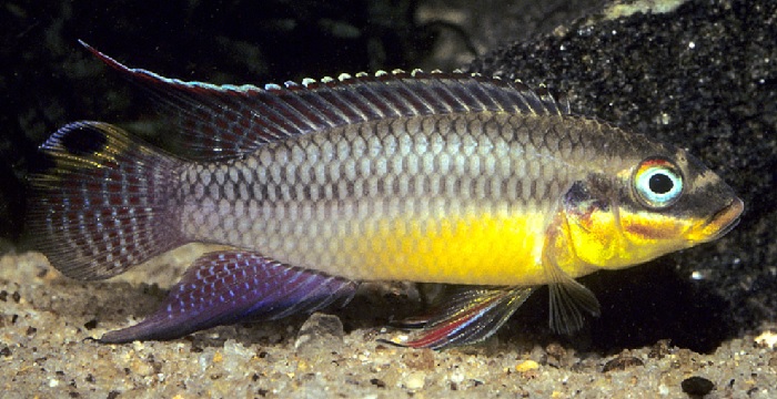 Kribensis fish