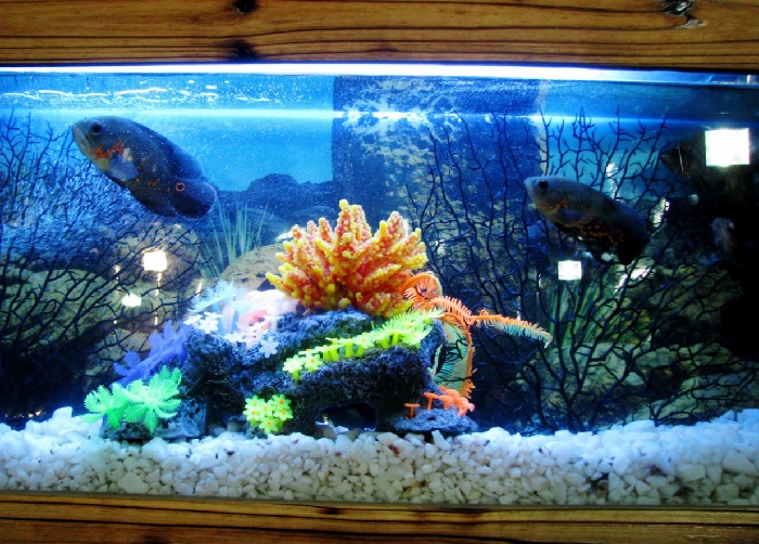 Other Things to Consider When Choosing Aquarium Lighting