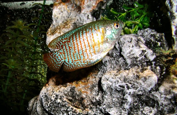 What To Do If The Gourami Fishes Start Fighting Each Other?