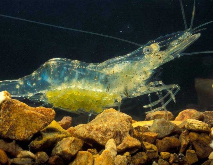ghost shrimp with eggs
