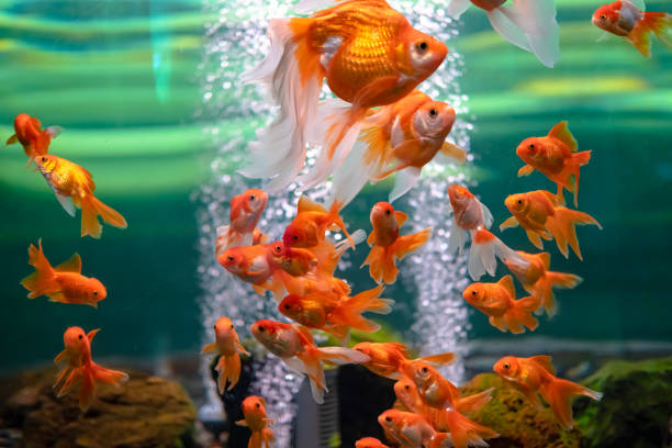 Goldfish in an aquarium with bubbles in the water