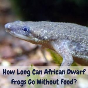 how long can african dwarf frogs go without food