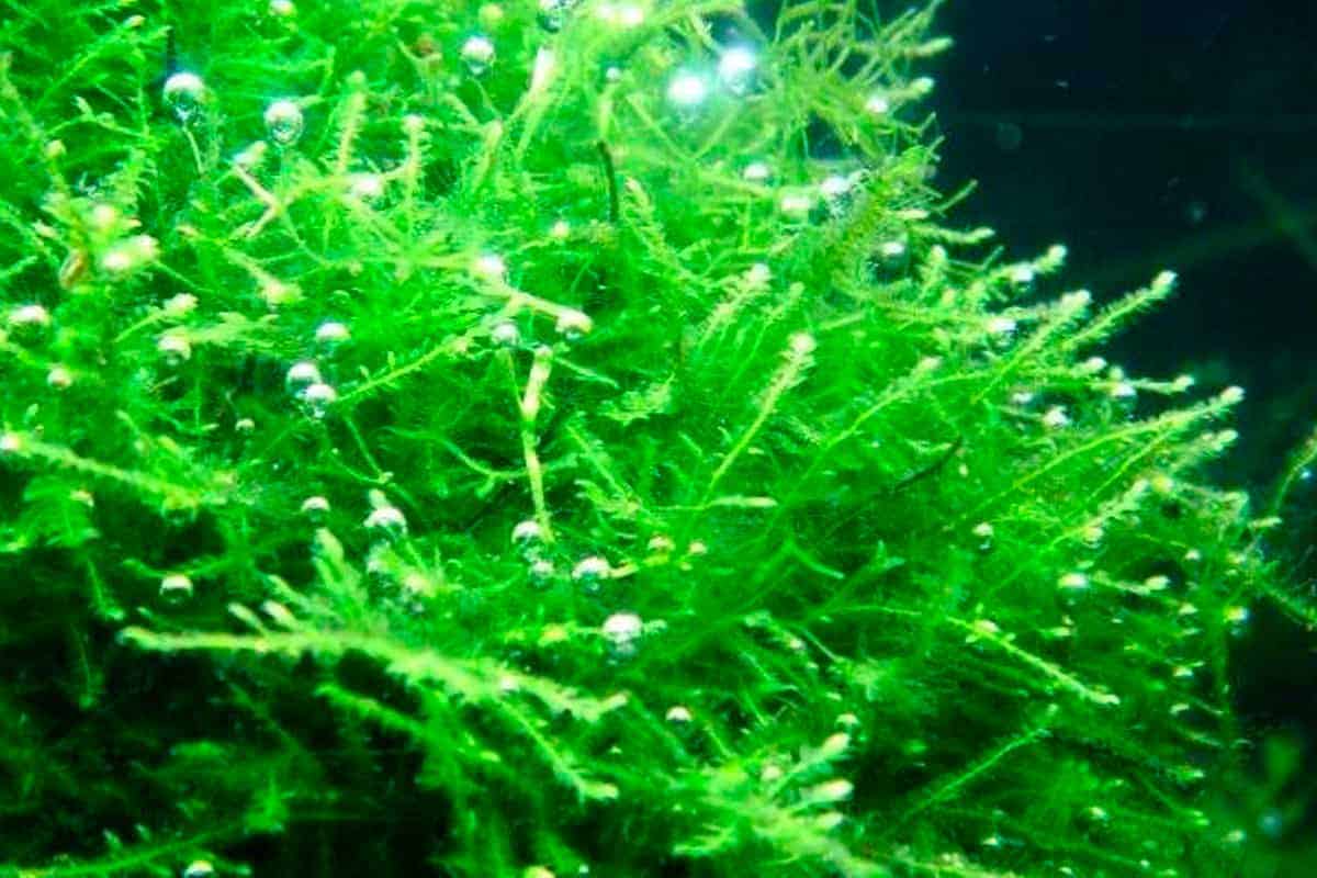 java moss with bubbles
