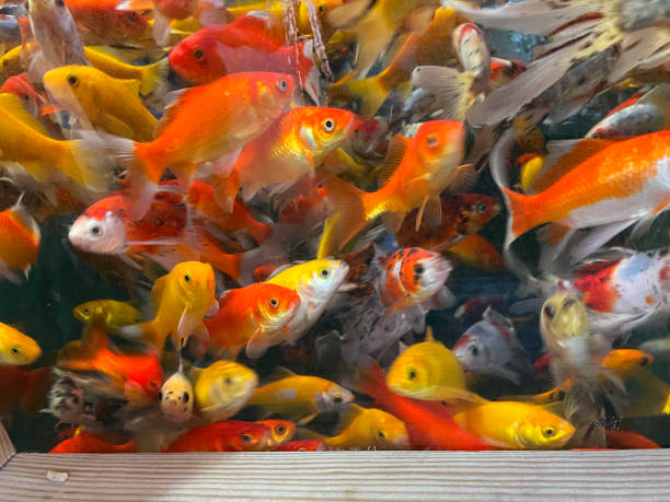An overcrowded aquarium is a common cause of stress on your fish