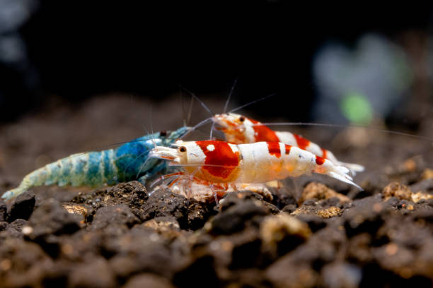 Red bee dwarf shrimp eat food
