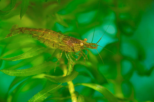 Shrimp can survive up to several hours outside of water