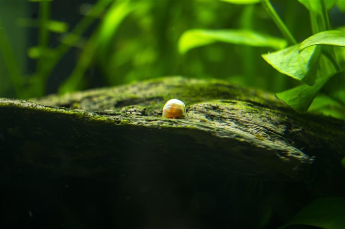 snail on java moss